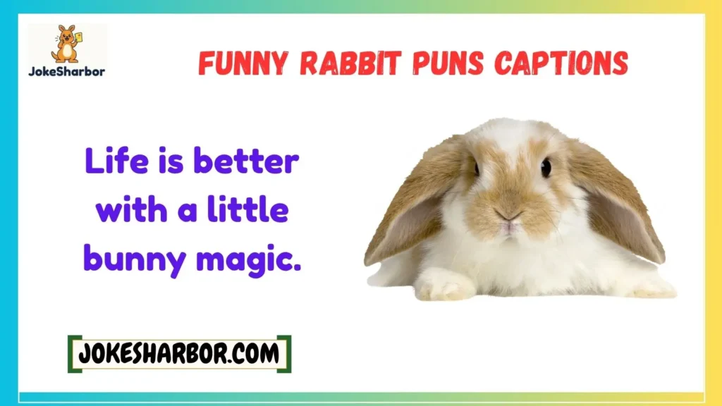Funny Rabbit Puns Captions